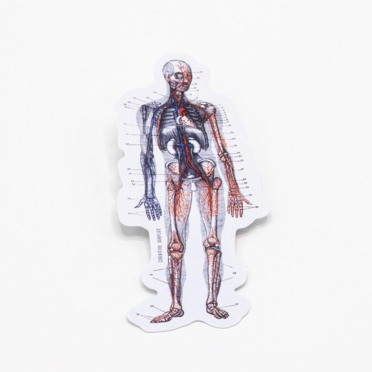 Picture of Cognitive Surplus Eco Friendly Sticker - Anatomy