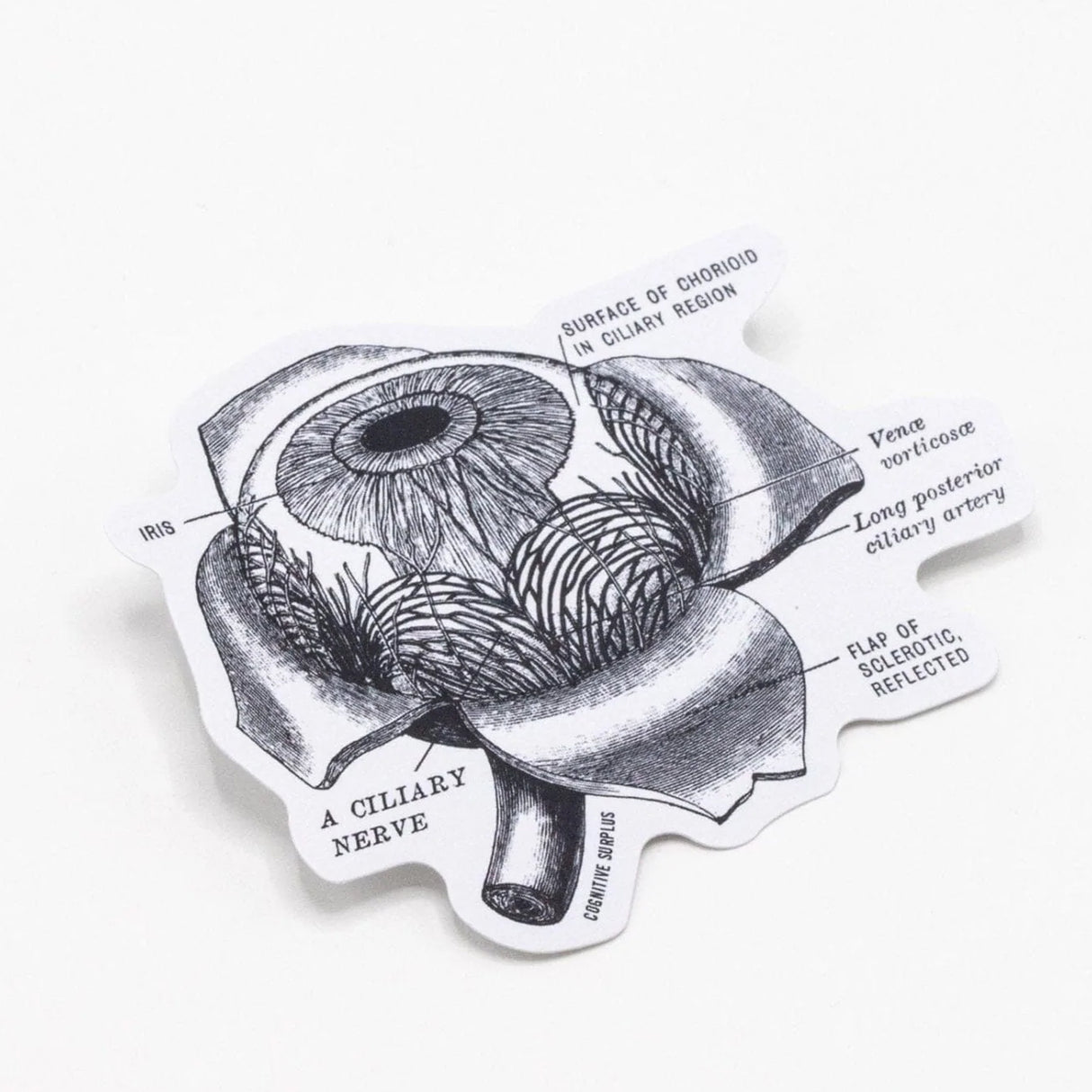 Picture of Cognitive Surplus Eco Friendly Sticker Type: Eye Anatomy