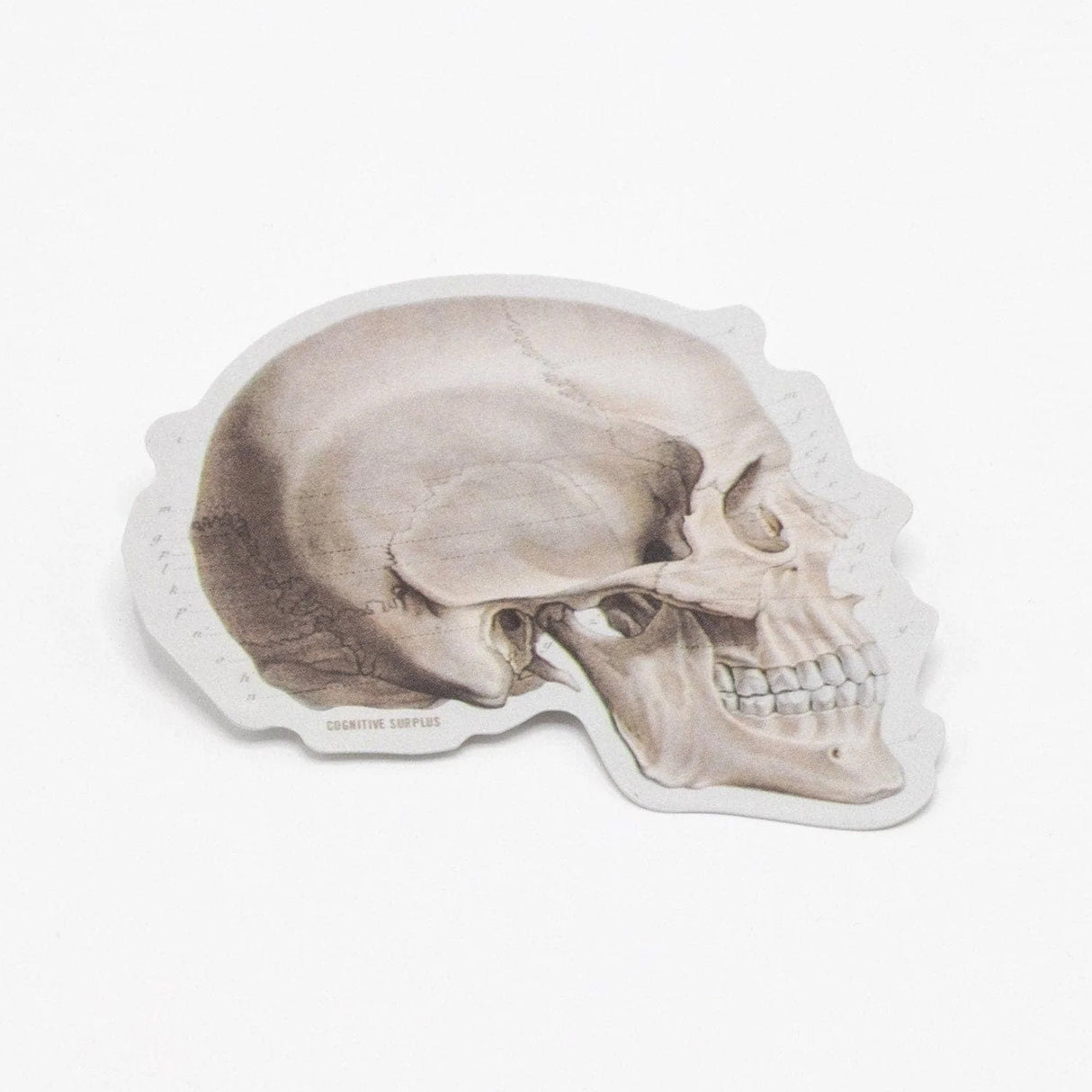 Picture of Cognitive Surplus Eco Friendly Sticker Type: Skull Profile