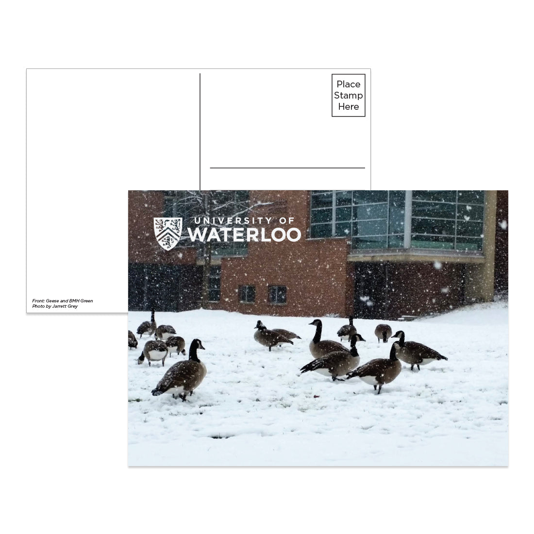 Picture of UWaterloo Postcard - GeeseAndBMHGreen