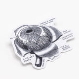 Picture of Cognitive Surplus Eco Friendly Sticker Type: Eye Anatomy